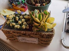 -双季花艺园艺市场(浦东店)