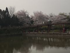 -嘉定紫藤园