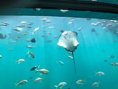 -瑞德姆美人鱼海底演艺主题餐厅(亚龙湾店)