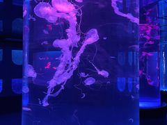 -左海海底世界