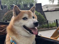 -佩兹宠物医院肿瘤专科·眼科·牙科(黄浦店)