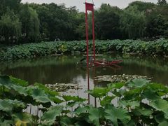 -陈家山荷花公园