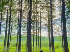 -艾溪湖湿地公园