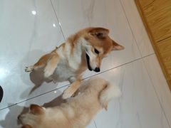 -柴源莊·柴小宠柴犬咖啡