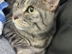 -北京赛佳动物医院