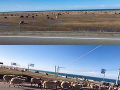 -青海湖国家重点风景名胜区