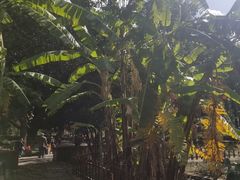 -巍山火巴肉饵丝(大理古城店)