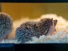 -青石桥花鸟鱼虫市场(叠翠城店)