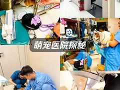 -御宝贝24h宠物医院·转诊中心·CT核磁血透中心(厦门总院)
