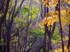 -大岭沟猕猴桃谷风景区