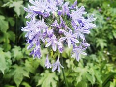 -墨尔本皇家植物园