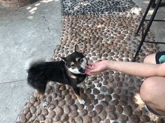 -柴犬高等学院·狗咖·柴犬售卖·宠物训练