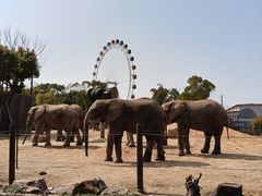 -上海野生动物园