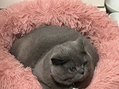 -仁普宠物诊所·中兽医·夜诊·狂犬免疫点(住友昌盛新苑店)