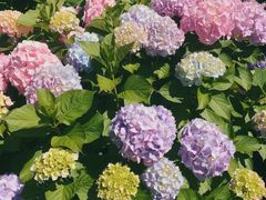 -墨尔本皇家植物园