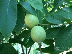-王家小院