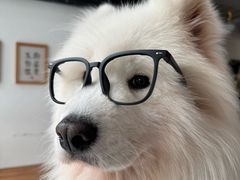 -星多哈·狗咖·拼豆·咖啡