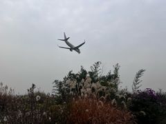 -空港花田景区