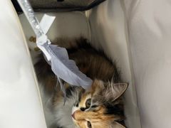 -纳吉亚猫专科动物诊疗中心(蒋宅口分院)