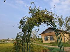 -杭州湾海上花田景区