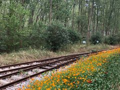 -合肥滨湖国家森林公园