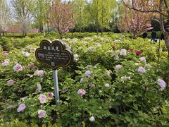 -洛阳市隋唐城遗址植物园