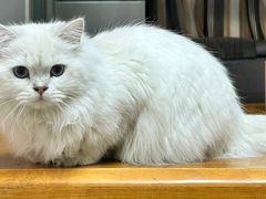 -叮叮猫咪生活馆