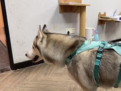 -联合动物医院(光谷诊疗中心)