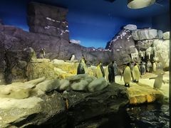 -大阪海游馆
