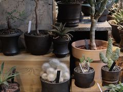 -自由生长植物工作室(深港花卉中心店)
