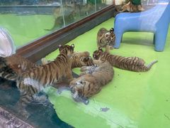 -栾川竹海野生动物园