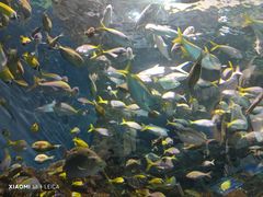 -上海海洋水族馆