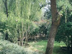 -古塔公园