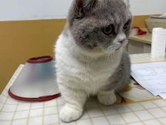 -美联众合动物医院(·中兽医·疑难杂症·严家桥分院)