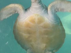 -广东惠东海龟国家级自然保护区