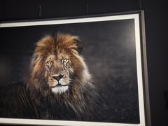 -罗红摄影艺术馆