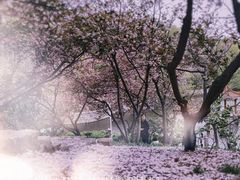 -北岭山森林公园