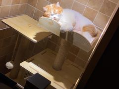 -宠爱国际动物医院· 猫科· 外科·中兽医(长白店)