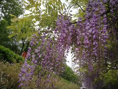 -嘉定紫藤园