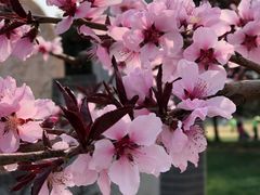 -石家庄市植物园