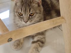-楼上猫咖(罗湖店)