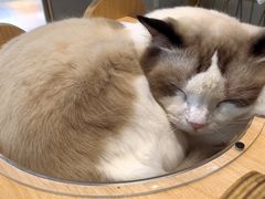 -飞行喵MR PILOT|猫舍·猫咖(静安大融城店)