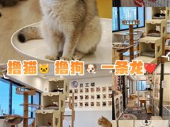 -有喵·猫咖·狗咖·30几只猫10只小狗(岗厦店)