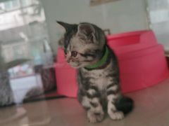 -糯米喵星人总部直营旗舰店·猫舍·幼猫出售