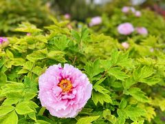 -莲花池公园