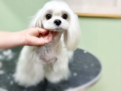 -鑫艺宠物美容培训学校