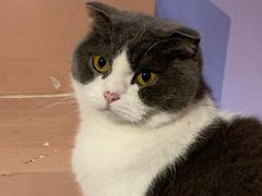 -猫儿山۰猫主题餐厅