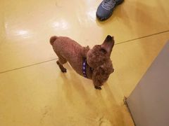 -皮特动物医院(24小时店)