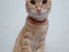 -芭比堂宠物医院·全科爱猫医院·仁德分院