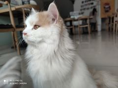 -平行世界·猫咖(首经贸店)
